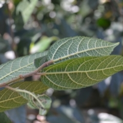 Ficus coronata at Buangla, NSW - 21 Sep 2023 01:30 AM