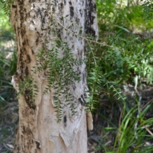 Melaleuca styphelioides at Buangla, NSW - 21 Sep 2023 01:33 AM