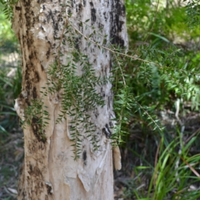 Melaleuca styphelioides (Prickly-leaved Tea-tree) at Buangla, NSW - 20 Sep 2023 by plants