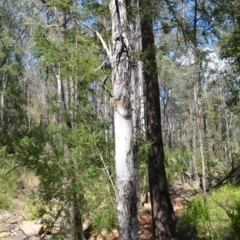 Melaleuca styphelioides at Buangla, NSW - 21 Sep 2023 01:33 AM