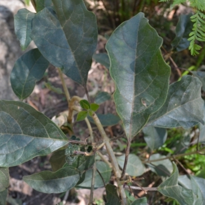 Clerodendrum tomentosum (Hairy Clerodendrum) at Morton State Conservation Area - 20 Sep 2023 by plants