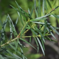 Podocarpus spinulosus (Spiny-leaf Podocarp) at Buangla, NSW - 20 Sep 2023 by plants