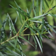 Podocarpus spinulosus (Spiny-leaf podocarp) at Buangla, NSW - 20 Sep 2023 by plants