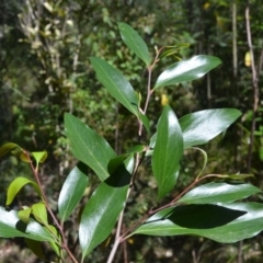 Stenocarpus salignus (Scrub Beefwood) at Buangla, NSW - 20 Sep 2023 by plants