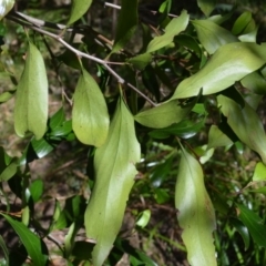 Stenocarpus salignus at Buangla, NSW - 21 Sep 2023