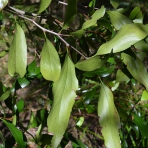 Stenocarpus salignus at Buangla, NSW - 21 Sep 2023