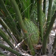 Macrozamia communis (Burrawang) at Morton State Conservation Area - 20 Sep 2023 by plants