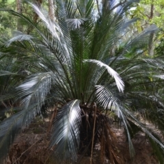 Macrozamia communis at Buangla, NSW - 21 Sep 2023