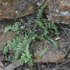 Blechnum rupestre (Small Rasp Fern) at Buangla, NSW - 20 Sep 2023 by plants