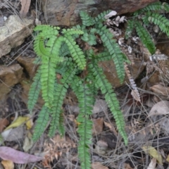 Adiantum hispidulum var. hispidulum (Rough Maidenhair) at Buangla, NSW - 21 Sep 2023 by plants