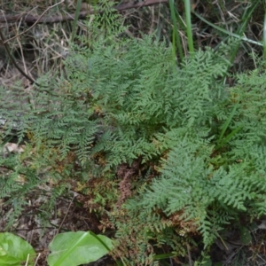 Cheilanthes austrotenuifolia at Buangla, NSW - 21 Sep 2023