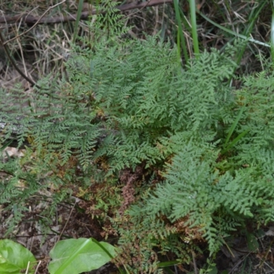 Cheilanthes austrotenuifolia (Rock Fern) at Morton State Conservation Area - 20 Sep 2023 by plants