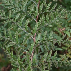 Cheilanthes austrotenuifolia at Buangla, NSW - 21 Sep 2023
