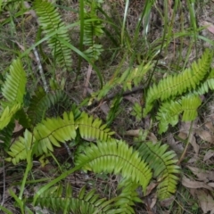Pellaea falcata (Sickle Fern) at Buangla, NSW - 20 Sep 2023 by plants