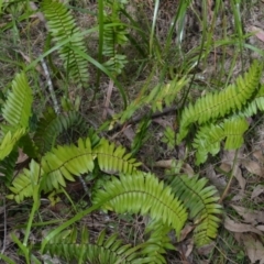 Pellaea falcata (Sickle Fern) at Buangla, NSW - 21 Sep 2023 by plants