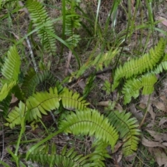 Pellaea falcata (Sickle Fern) at Morton State Conservation Area - 20 Sep 2023 by plants