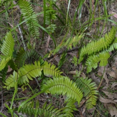 Pellaea falcata (Sickle Fern) at Buangla, NSW - 21 Sep 2023 by plants