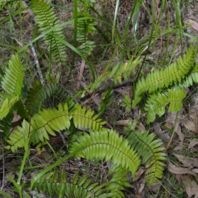 Pellaea falcata (Sickle Fern) at Morton State Conservation Area - 20 Sep 2023 by plants
