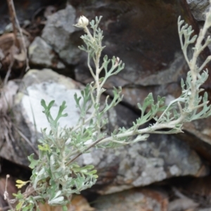 Actinotus helianthi at Buangla, NSW - suppressed