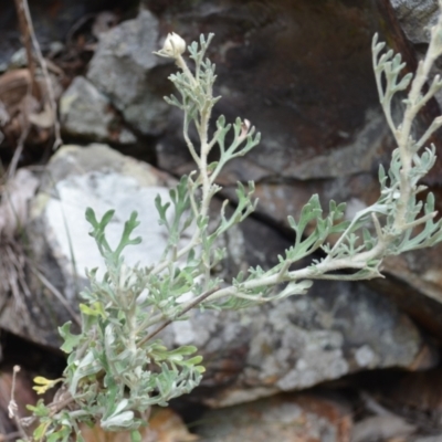 Actinotus helianthi (Flannel Flower) at Buangla, NSW - 21 Sep 2023 by plants