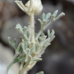 Actinotus helianthi at Buangla, NSW - suppressed