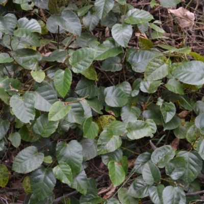 Cissus antarctica (Water Vine, Kangaroo Vine) at Morton State Conservation Area - 20 Sep 2023 by plants