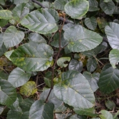 Cissus antarctica at Buangla, NSW - 21 Sep 2023