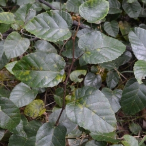 Cissus antarctica at Buangla, NSW - 21 Sep 2023