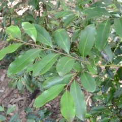 Diospyros australis (Black Plum, Yellow Persimmon, Grey Plum) at Buangla, NSW - 20 Sep 2023 by plants