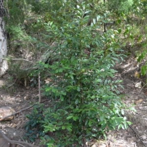 Diospyros australis at Buangla, NSW - 21 Sep 2023