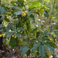 Pittosporum revolutum (Large-fruited Pittosporum) at Buangla, NSW - 21 Sep 2023 by plants
