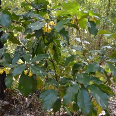 Pittosporum revolutum (Large-fruited Pittosporum) at Buangla, NSW - 21 Sep 2023 by plants