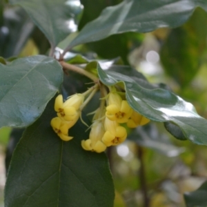 Pittosporum revolutum at Buangla, NSW - 21 Sep 2023