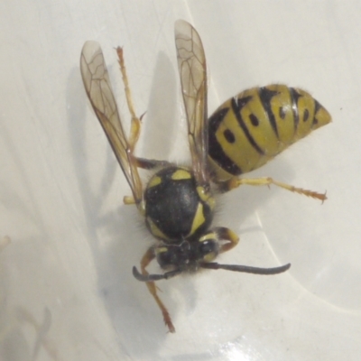 Vespula germanica (European Wasp, German Yellowjacket Wasp) at Aranda, ACT - 22 Sep 2023 by colinm