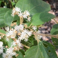 Androcalva fraseri (Brush Kurrajong) at Buangla, NSW - 20 Sep 2023 by plants