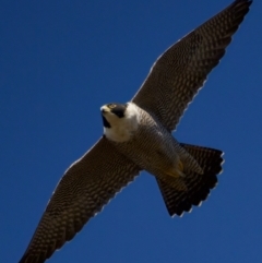 Falco peregrinus (Peregrine Falcon) at Woodstock Nature Reserve - 31 Jul 2023 by KorinneM