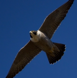 Falco peregrinus at Belconnen, ACT - 31 Jul 2023 01:18 PM