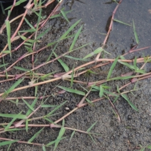 Paspalum distichum at Tuggeranong, ACT - 26 Mar 2023