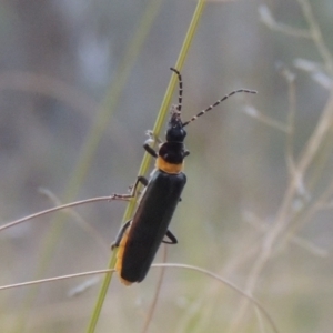 Chauliognathus lugubris at Tuggeranong, ACT - 26 Mar 2023 06:09 PM