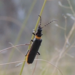 Chauliognathus lugubris (Plague Soldier Beetle) at Pine Island to Point Hut - 26 Mar 2023 by michaelb