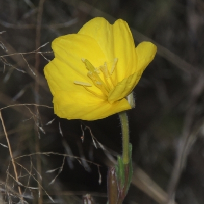 Oenothera stricta subsp. stricta (Common Evening Primrose) at Tuggeranong, ACT - 26 Mar 2023 by MichaelBedingfield