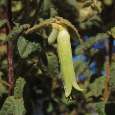 Correa reflexa var. reflexa (Common Correa, Native Fuchsia) at Conder, ACT - 27 Apr 2023 by MichaelBedingfield