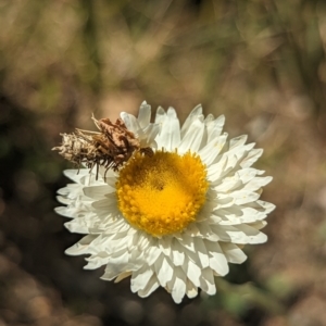 Heliocosma (genus - immature) at Holder, ACT - 5 Oct 2023