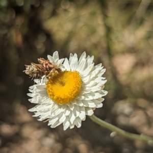 Heliocosma (genus - immature) at Holder, ACT - 5 Oct 2023