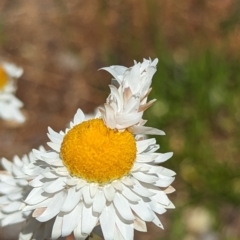 Heliocosma (genus - immature) at Holder, ACT - 5 Oct 2023