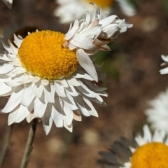 Heliocosma (genus - immature) at Holder, ACT - 5 Oct 2023