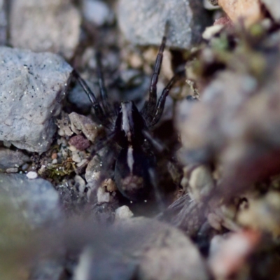 Unidentified Wolf spider (Lycosidae) at Aranda, ACT - 2 Sep 2023 by KorinneM