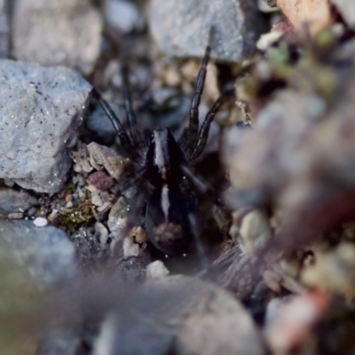 Lycosidae (family) at Aranda, ACT - 2 Sep 2023 by KorinneM