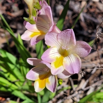 Freesia leichtlinii subsp. leichtlinii x Freesia leichtlinii subsp. alba (Freesia) at Bruce Ridge - 22 Sep 2023 by trevorpreston