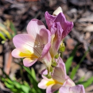 Freesia leichtlinii subsp. leichtlinii x Freesia leichtlinii subsp. alba at Lyneham, ACT - 22 Sep 2023 12:07 PM